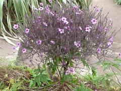 131 Ile de Batz Jardin Georges Delaselle_000032